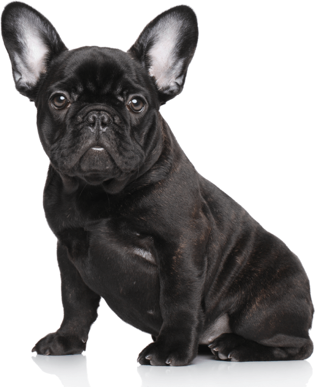 Black French Bulldog Puppy